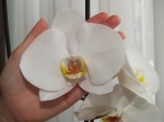 orchid_big