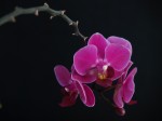 orchid_purple