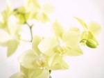 orchid_y