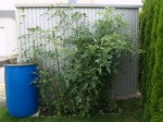 tomatenjungel