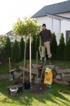 Hard to plant - unsere Platane Hard to plant - unsere Platane